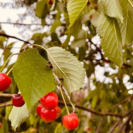 Casa Cerdeira Ribeira Sacra Σπίτι διακοπών *