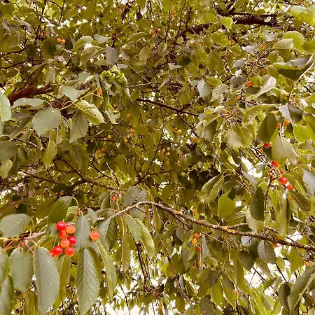 Casa Cerdeira Ribeira Sacra Feriehus Monforte De Lemos