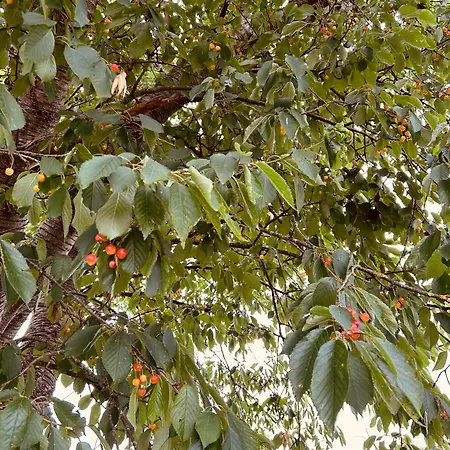 Casa Cerdeira Ribeira Sacra * Monforte De Lemos