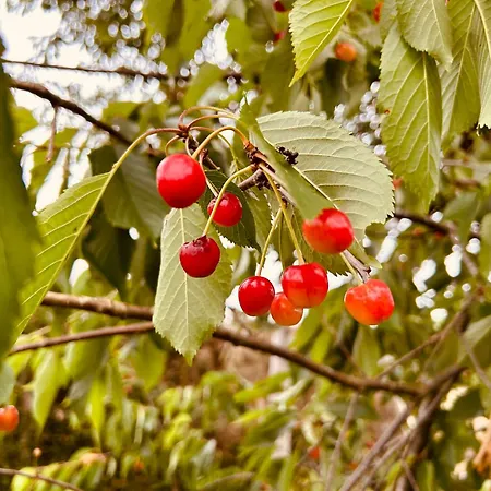 Σπίτι διακοπών Casa Cerdeira Ribeira Sacra Monforte De Lemos